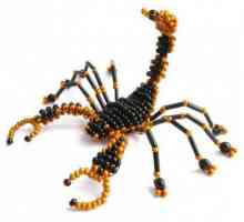 Scorpionul din margele: schiță, schemă de țesut. Lecții de margele pentru începători