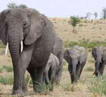 Elefantul este cel mai mare mamifer terestru de pe planetă. Descrierea și fotografia animalelor