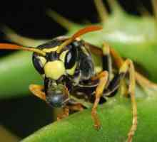 Broșarul japonez mortal este o insectă care provoacă teroare