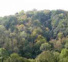 Păduri mixte și foioase. Clima pădurilor mixte și foioase