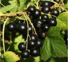Coacăz negru: îngrijirea de toamnă pentru un tufiș de fructe