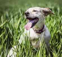 Câinele respiră de multe ori cu gura deschisă: cauze și caracteristici posibile ale tratamentului