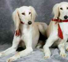 Saluki Dog - Persian Greyhound: fotografie, descriere, caracter, recenzii de proprietar