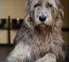 Dog wolfhound - aspect formidabil și dispoziție pașnică