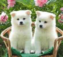 Câinii din rasa Akita Inu sunt comoara națională a Japoniei