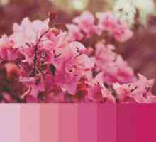 Combinația de roz cu alte culori: în haine, în interior