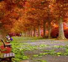 Compoziție pe tema "Autumn": exemple de scriere