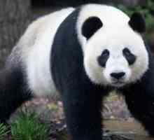Vor rămâne pădurile de bambus unde trăiesc panda?