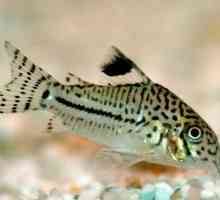Somik: locul de nastere al unui acvariu de pește