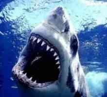 Interpretarea visului: un rechin este cel mai prost inamic al omului!