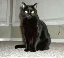 Visul: ce face visul unei pisici negre?