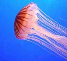Interpretarea visului: meduze care pot însemna?