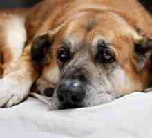 Mușchi la câine: simptome, caracteristici de tratament și recomandări ale profesioniștilor