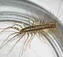 Centipede acasă. Beneficiile unui insect