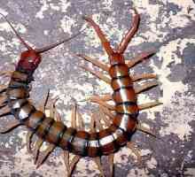 Centipede în apartament! Cum de a distruge?
