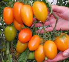 Soiul `banana roșu` (tomate): comentarii și caracteristici