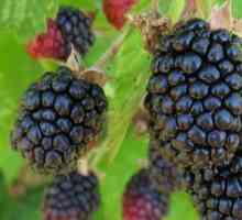 Soiul Blackberry Triple Crown: descriere, caracteristici, caracteristici ale cultivării