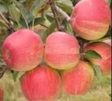 O varietate de mere `Strifel` pentru gradina