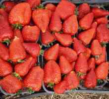 Varietate de căpșuni în Siria: caracteristici, cultivare