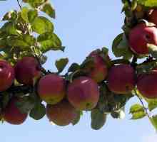 Soiuri Prezent la Grafsky (măr): descriere, caracteristici ale fructelor