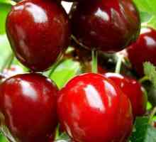 Cherry Cherry: descrierea plantei, plantarea și îngrijirea
