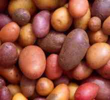 Soiuri olandeze de cartofi: caracteristici, fotografii și descriere