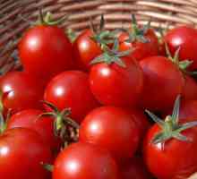 Soiuri de tulpini de tomate. Cum să aibă grijă de tulpini de tomate