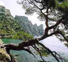 Pine Crimean: preț, fotografie, descriere