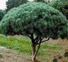 Vatereri Pine: trăsături de cultivare