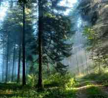 Pădurea de pin: caracteristică și ecosistem. Animale și plante de pădure de pin