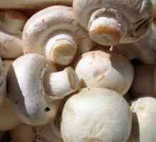 Compoziția de ciuperci. Beneficiile ciupercilor
