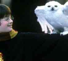 Owl Harry Potter. Care era numele ei?