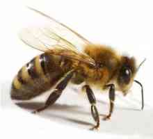 Sfaturi: ce să faceți dacă un copil este mușcat de o viespe
