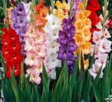 Sfat pentru grădinari începători: când să săpăm becuri gladiolus