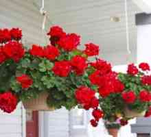 Sfaturi pentru grădinărit: cum să aibă grijă de geranium la domiciliu