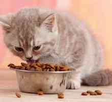 Sfaturi pentru proprietarii de pisoi - pot hrăni pisicul cu hrană pentru adulți?