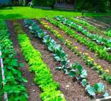 Compatibilitatea legumelor în paturi: sfaturi pentru grădinari