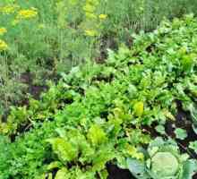 Compatibilitatea plantelor din grădină: tabel. Compatibilitatea legumelor în grădină