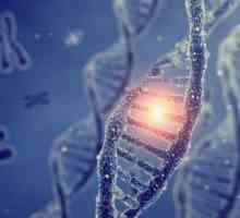 Teoria genelor moderne - principalele prevederi, proprietățile genei