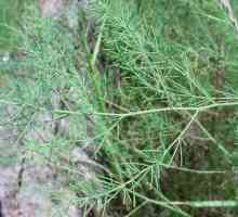 Asparagus medicinal: descriere, proprietăți utile, aplicare