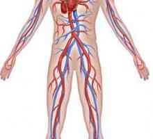 Spasmul vaselor coronariene ale inimii și ale creierului: simptome, cauze