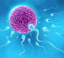 Spermatogeneza este ce?