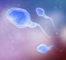 Spermograma pe Kruger: normă, abateri, transcriere