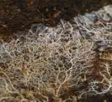 Sporii și miceliul fungilor
