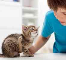 Spray pentru pisici de purici: recenzie și recenzii