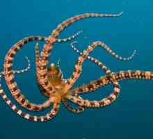 Octopusul este un uimitor locuitor al mării