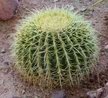 Cactus habitat. Unde cresc cactușii? Locul nașterii cactusului interior