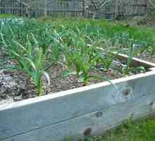 Termeni de plantare a usturoiului pentru iarnă în Belarus