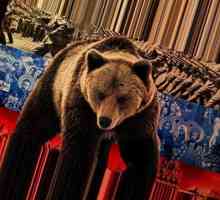 Stereotipurile despre Rusia și ruși. Un urs cu balalaika. Rus Matryoshka