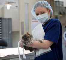 Sterilizarea pisicii: îngrijire după operație. Pro și contra sterilizării